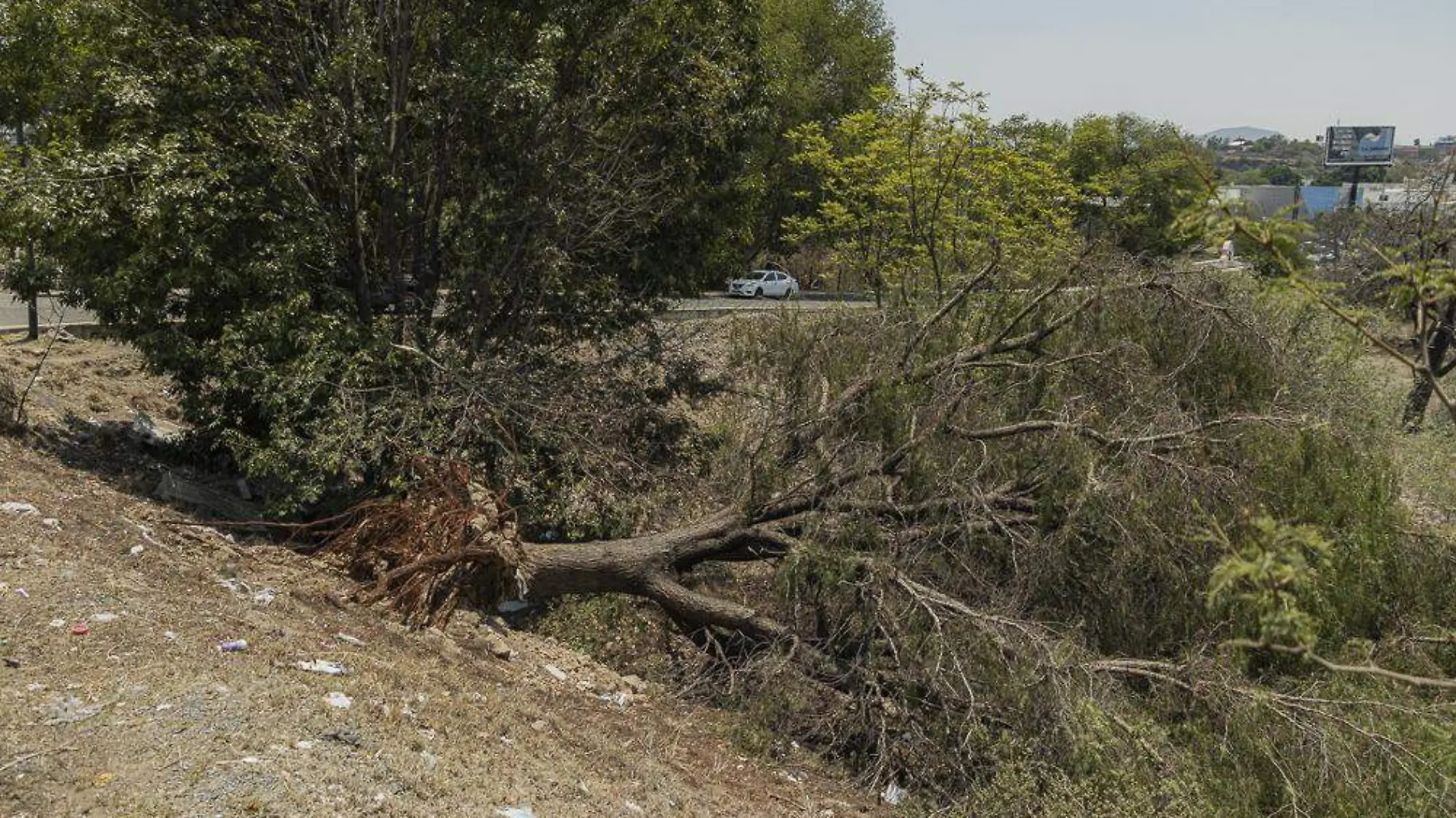 SJR_Derrumbe de arboles